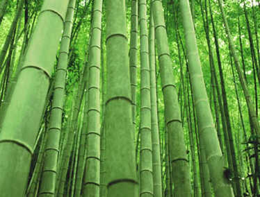 Bamboo-Clothing