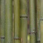 Green_Practices_Bamboo_Fabrics_Sharprint