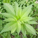 Green_Practices_Hemp_Fabrics_Sharprint