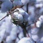 Green_Practices_Organic_Cotton_Fabrics_Sharprint