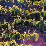 Green_Practices_Soy_Fabrics_Sharprint