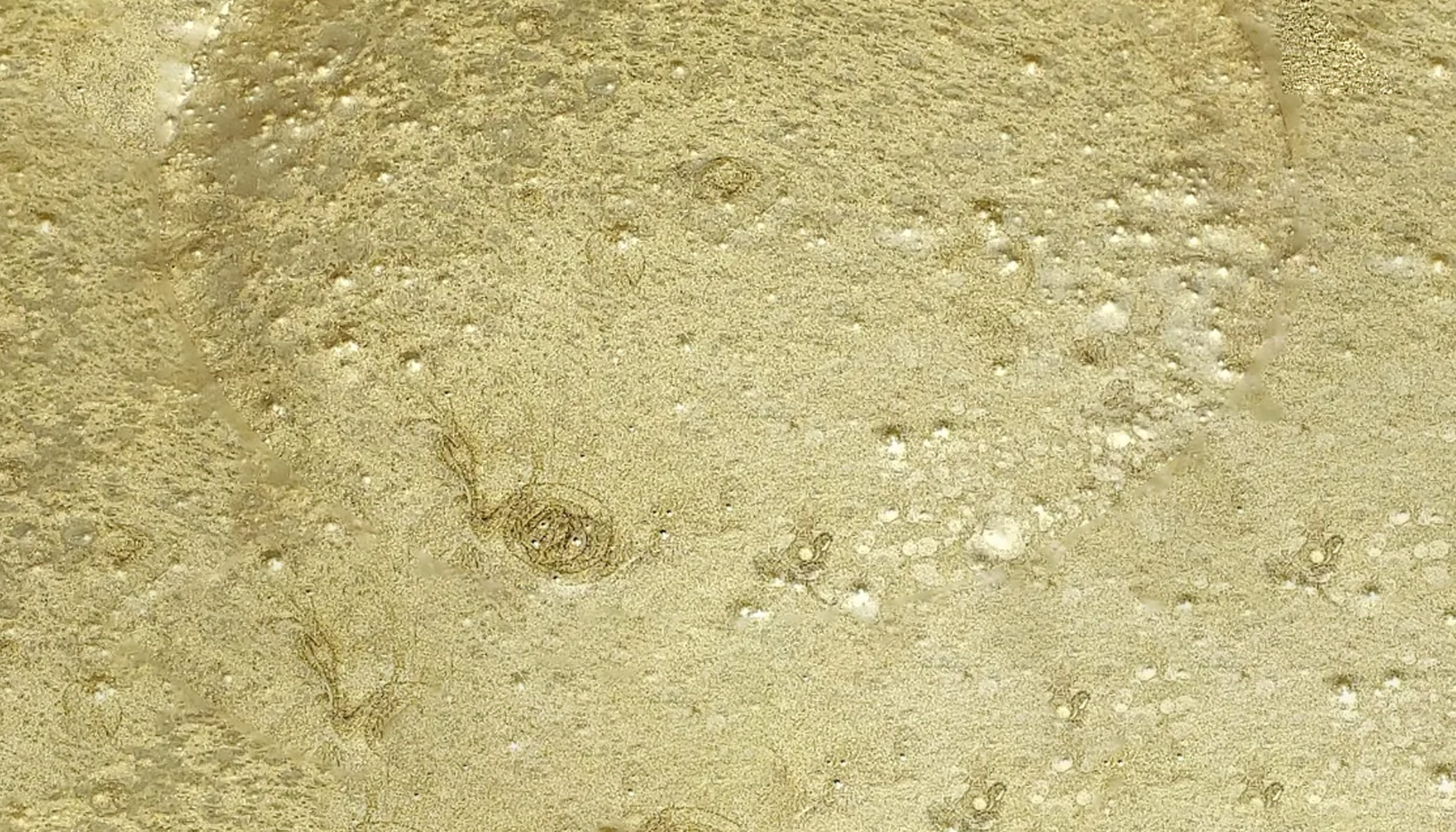 gold 2